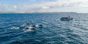 nager avec les dauphins en france